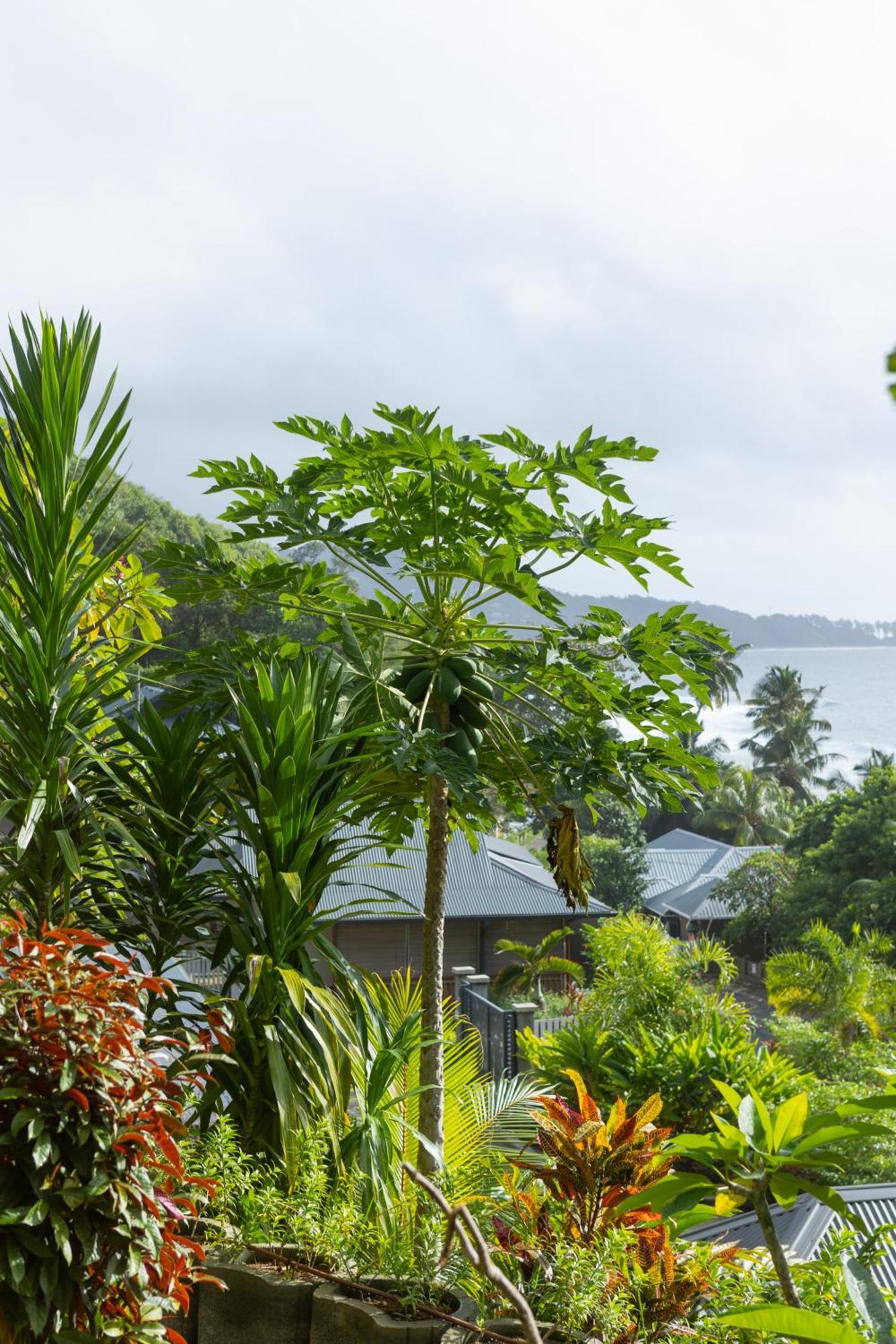 Paradise Chalets Yoga & Wellness タカマカ エクステリア 写真