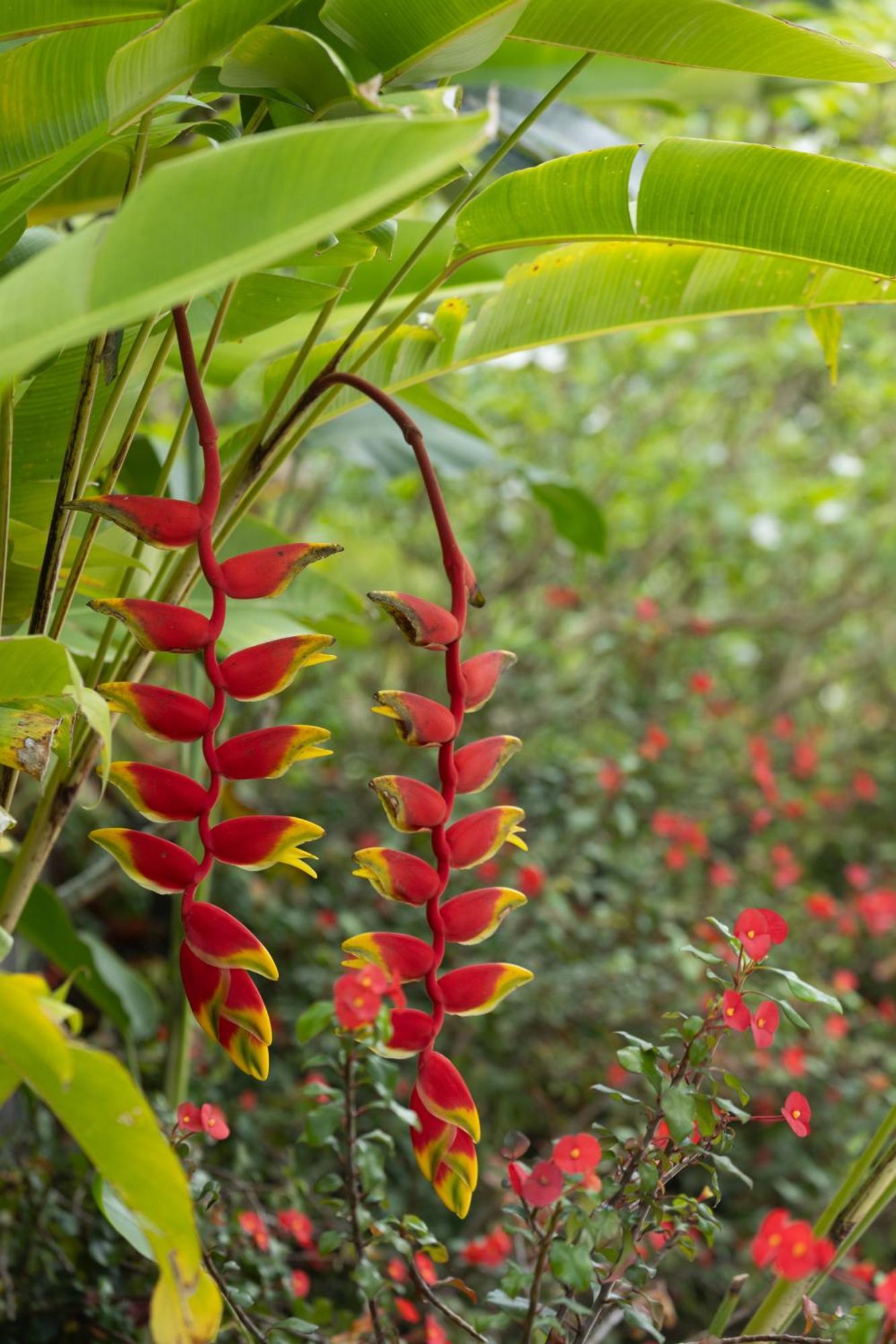 Paradise Chalets Yoga & Wellness タカマカ エクステリア 写真